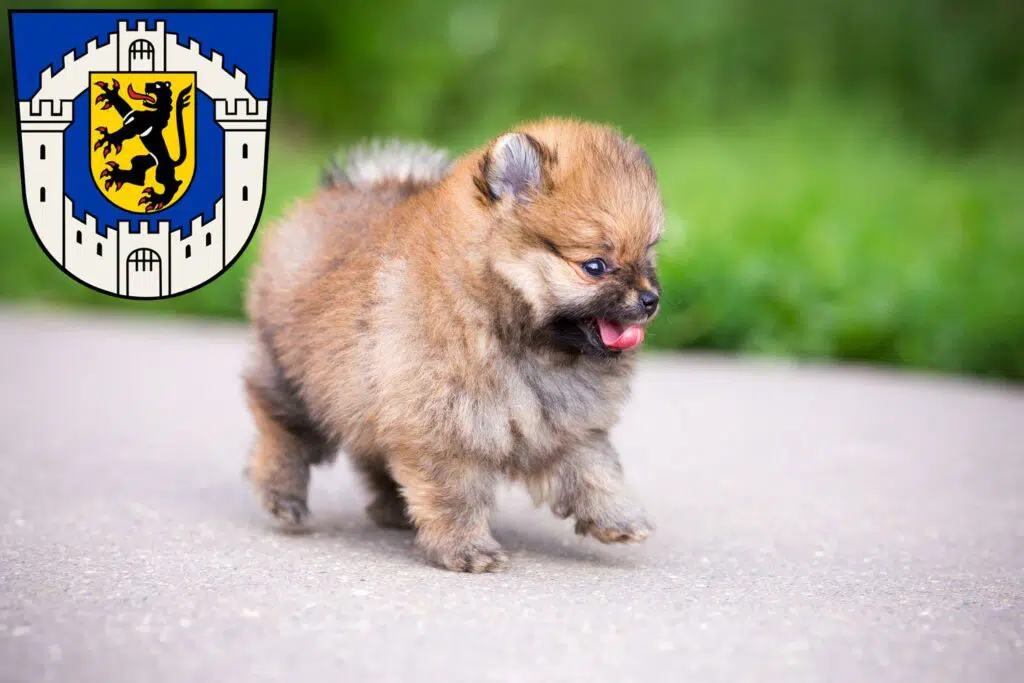 Spitz Züchter mit Welpen Bergheim, Nordrhein-Westfalen