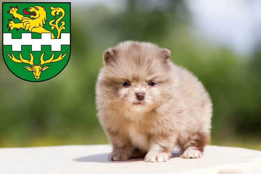 Spitz Züchter mit Welpen Bergisch Gladbach, Nordrhein-Westfalen