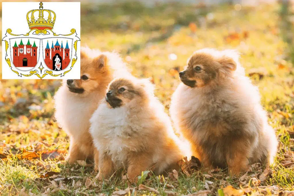 Spitz Züchter mit Welpen Brandenburg an der Havel, Brandenburg
