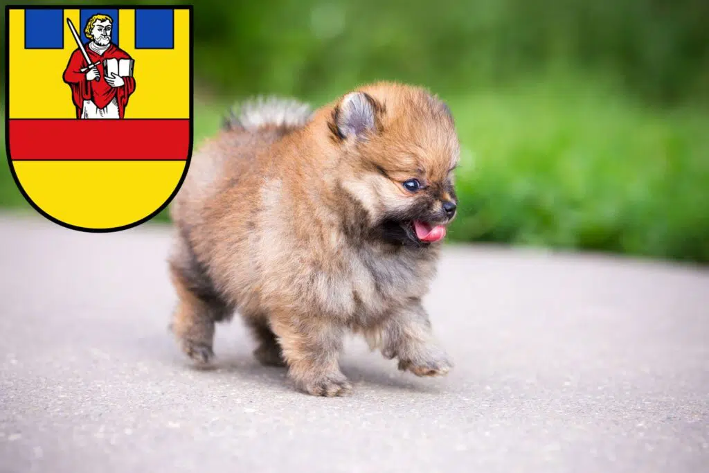 Spitz Züchter mit Welpen Cloppenburg, Niedersachsen