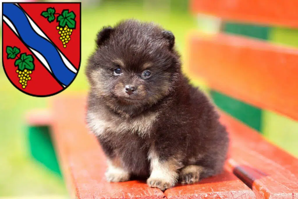 Spitz Züchter mit Welpen Dietzenbach, Hessen