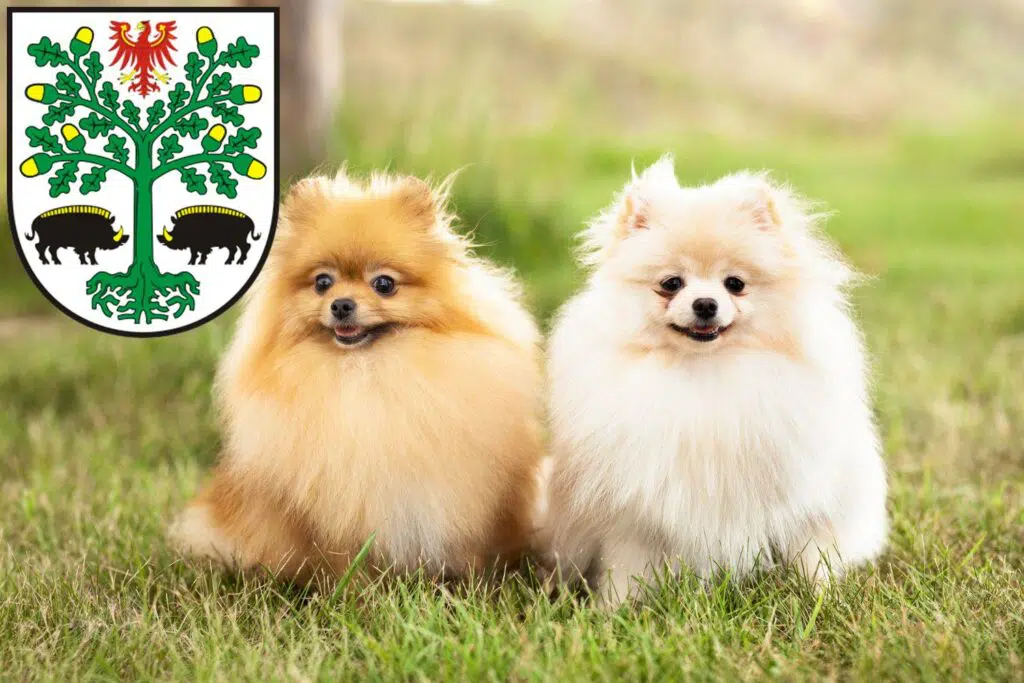 Spitz Züchter mit Welpen Eberswalde, Brandenburg