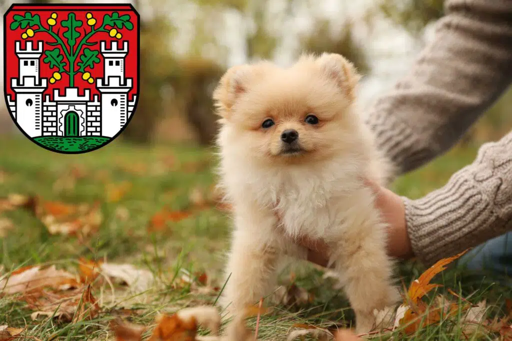 Spitz Züchter mit Welpen Eichstätt, Bayern