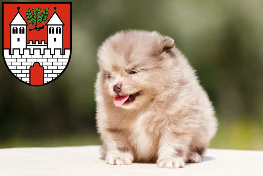 Spitz Züchter mit Welpen Eschwege, Hessen