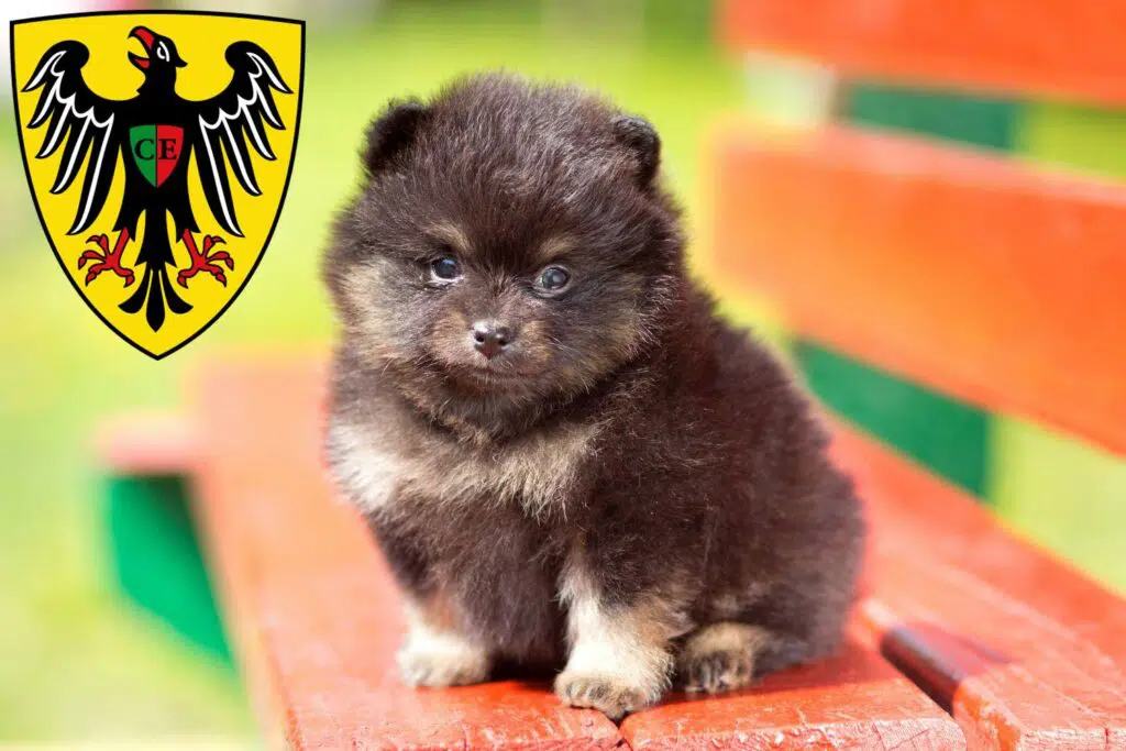 Spitz Züchter mit Welpen Esslingen am Neckar, Baden-Württemberg