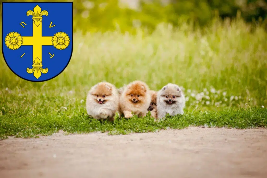 Spitz Züchter mit Welpen Eutin, Schleswig-Holstein