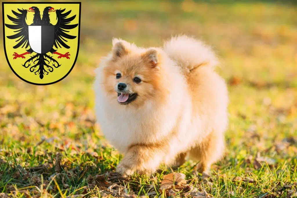 Spitz Züchter mit Welpen Friedberg (Hessen), Hessen