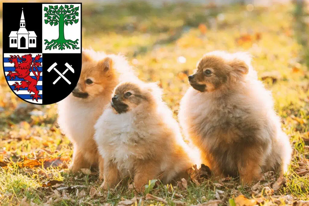 Spitz Züchter mit Welpen Gelsenkirchen, Nordrhein-Westfalen