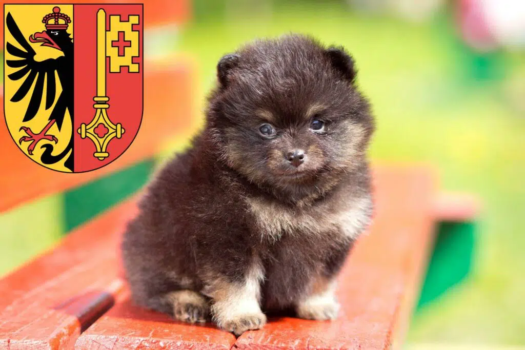 Spitz Züchter mit Welpen Genf, Schweiz