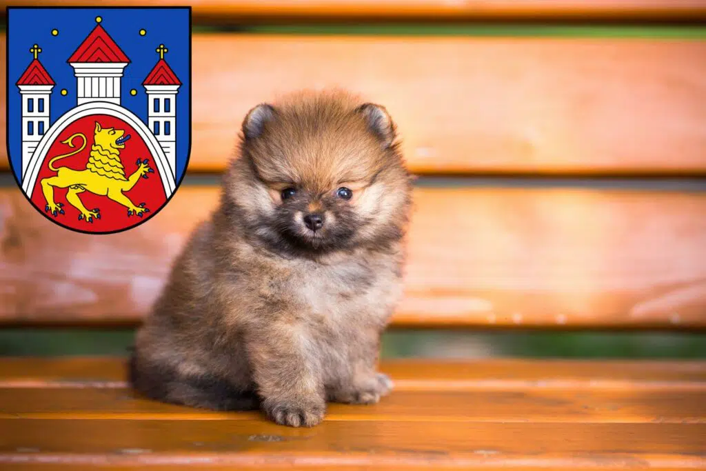 Spitz Züchter mit Welpen Göttingen, Niedersachsen