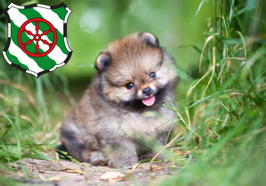 Spitz Züchter mit Welpen Gütersloh, Nordrhein-Westfalen