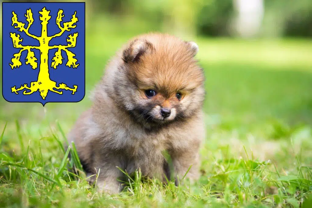 Spitz Züchter mit Welpen Hagen, Nordrhein-Westfalen