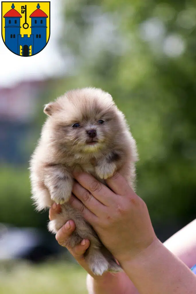 Spitz Züchter mit Welpen Haldensleben, Sachsen-Anhalt