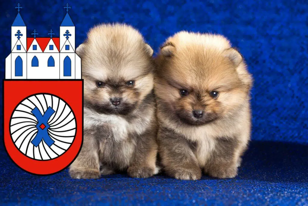 Spitz Züchter mit Welpen Hameln, Niedersachsen