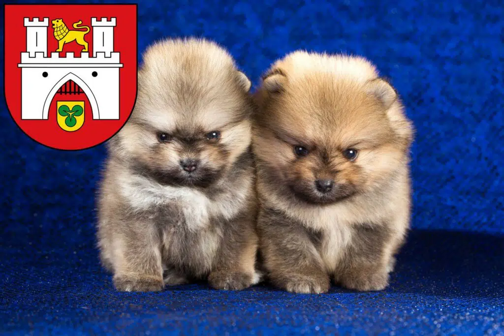 Spitz Züchter mit Welpen Hannover, Niedersachsen