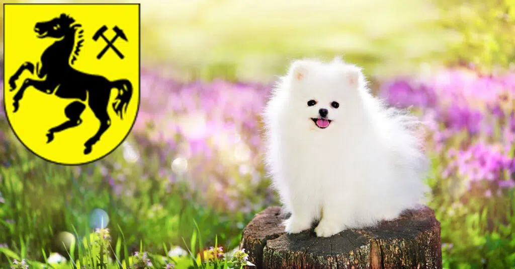 Spitz Züchter mit Welpen Herne, Nordrhein-Westfalen