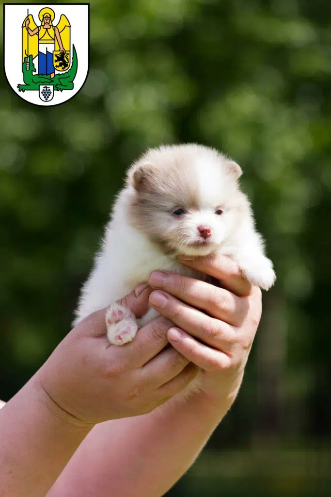 Spitz Züchter mit Welpen Jena, Thüringen