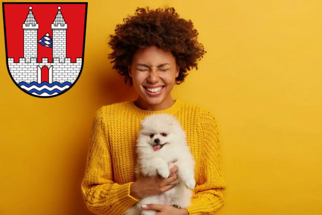 Spitz Züchter mit Welpen Kelheim, Bayern