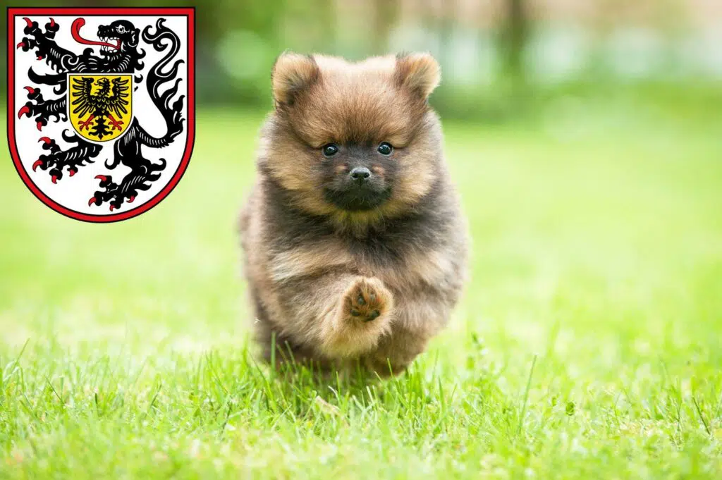 Spitz Züchter mit Welpen Landau in der Pfalz, Rheinland-Pfalz