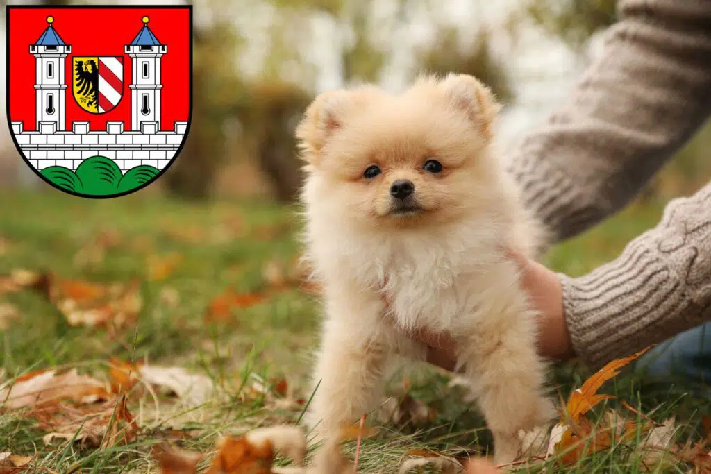 Spitz Züchter mit Welpen Lauf an der Pegnitz, Bayern