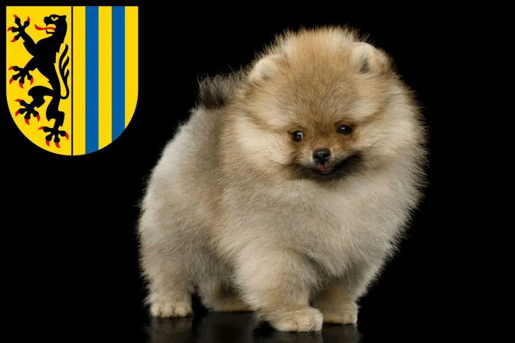 Spitz Züchter mit Welpen Leipzig, Sachsen