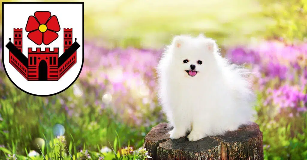 Spitz Züchter mit Welpen Lippstadt, Nordrhein-Westfalen