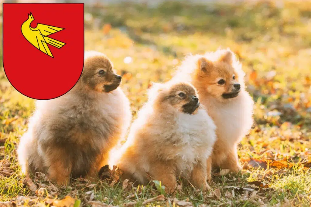 Spitz Züchter mit Welpen Lörrach, Baden-Württemberg