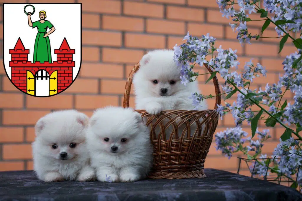 Spitz Züchter mit Welpen Magdeburg, Sachsen-Anhalt