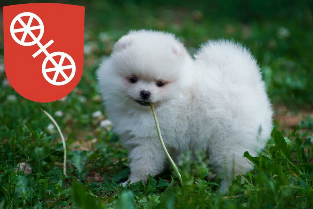 Spitz Züchter mit Welpen Mainz, Rheinland-Pfalz