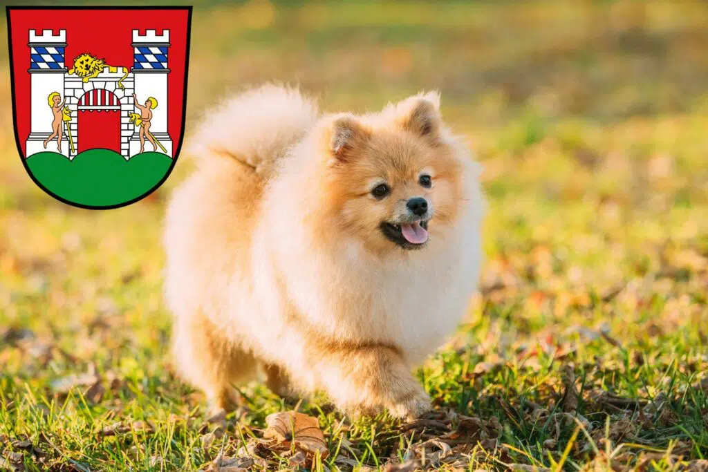 Spitz Züchter mit Welpen Neuburg an der Donau, Bayern