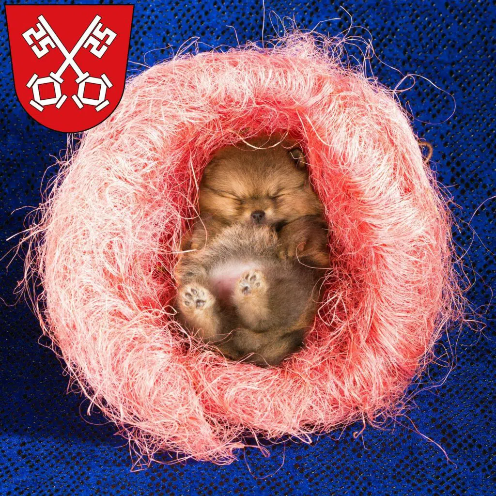 Spitz Züchter mit Welpen Regensburg, Bayern
