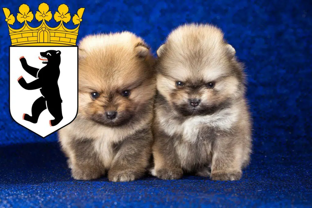 Spitz Züchter mit Welpen Reinickendorf, Berlin