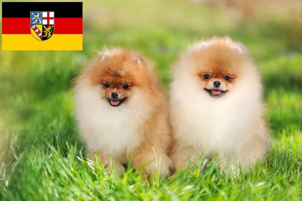 Spitz Züchter mit Welpen Saarland, Saarland