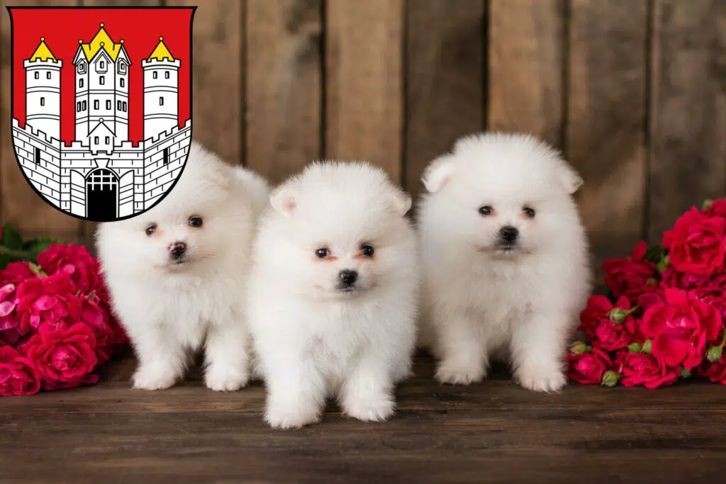 Spitz Züchter mit Welpen Salzburg, Österreich