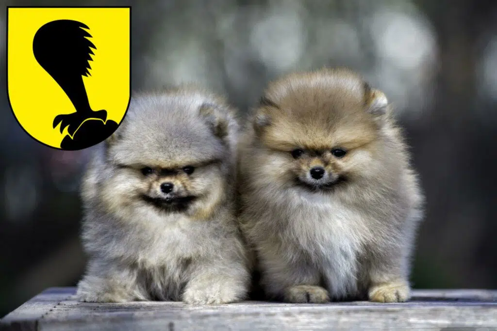 Spitz Züchter mit Welpen Villach, Österreich