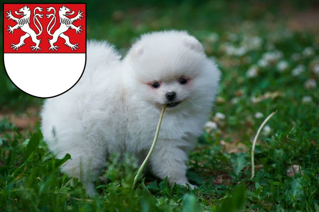 Spitz Züchter mit Welpen Witten, Nordrhein-Westfalen