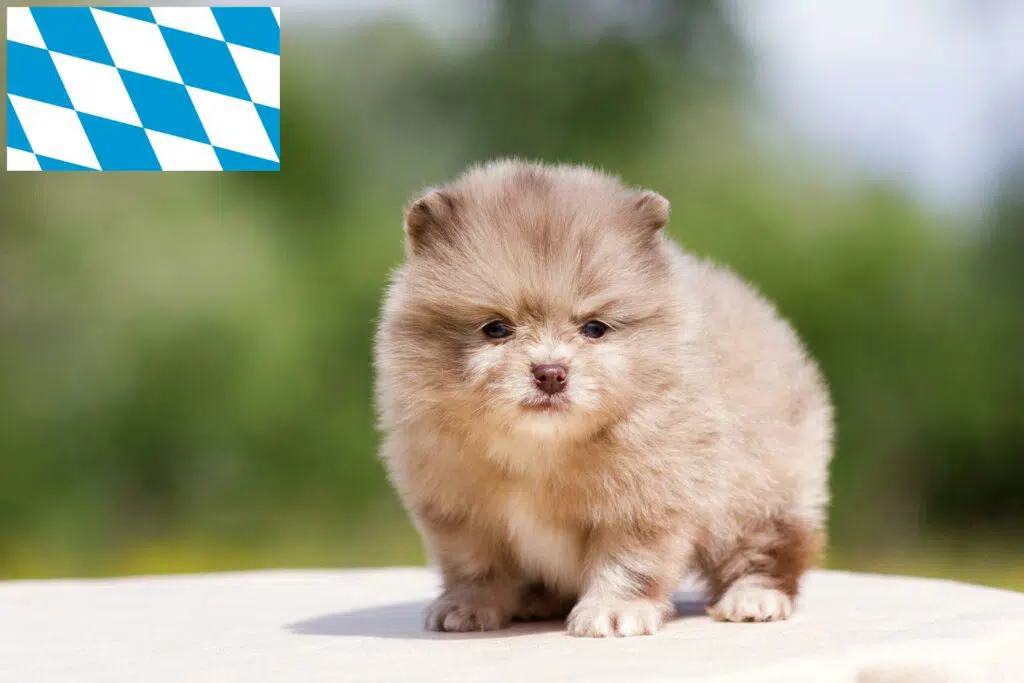 Spitz Züchter mit Welpen Bayern