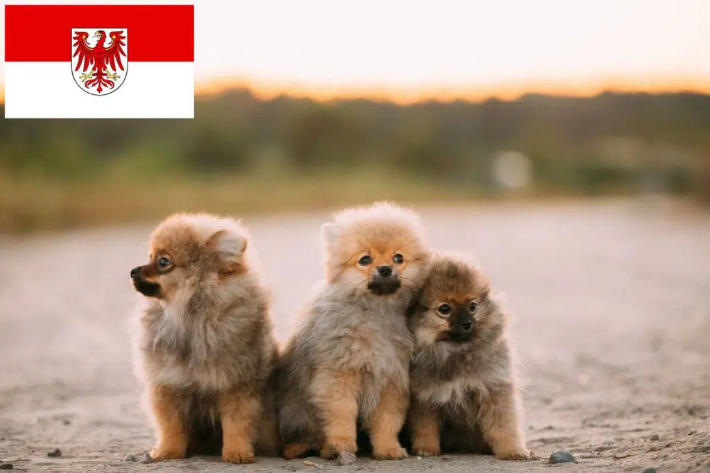 Spitz Züchter mit Welpen Brandenburg