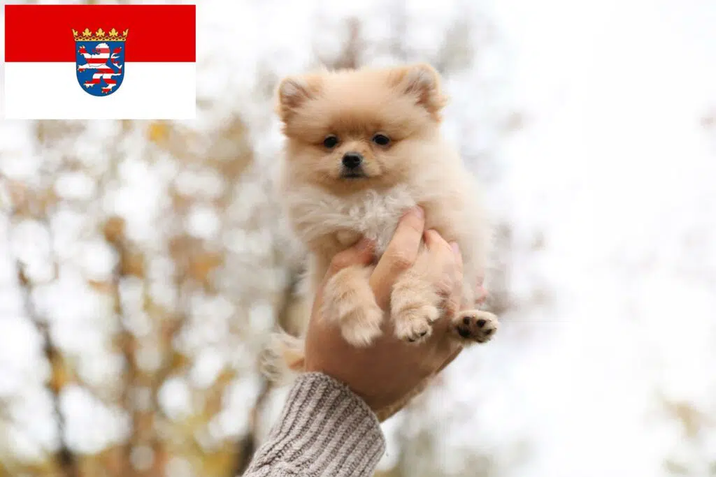 Spitz Züchter mit Welpen Hessen