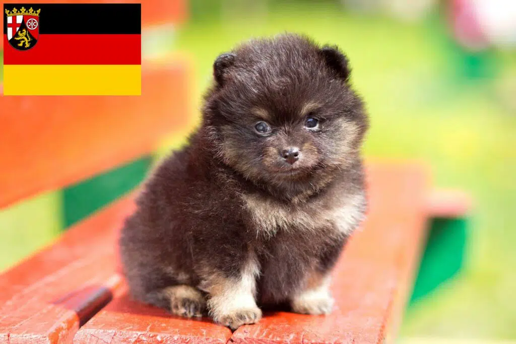 Spitz Züchter mit Welpen Rheinland-Pfalz