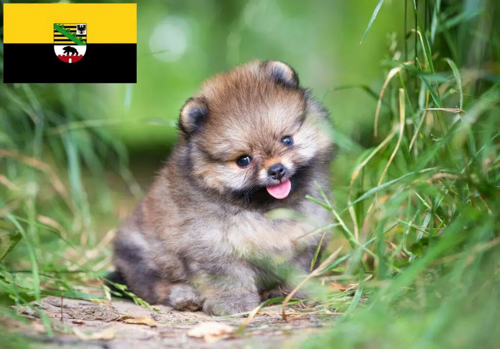 Spitz Züchter mit Welpen Sachsen-Anhalt