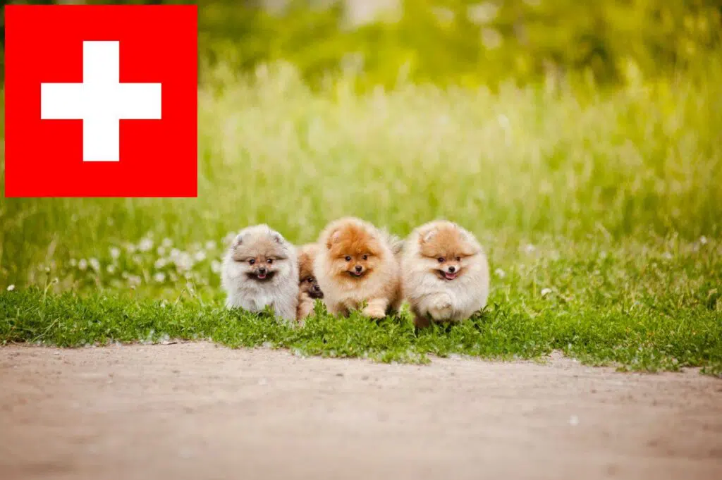 Spitz Züchter mit Welpen Schweiz