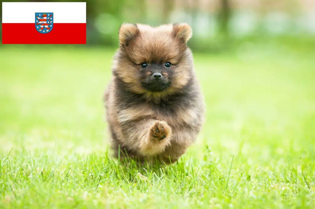 Spitz Züchter mit Welpen Thüringen