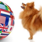 Spitz Züchter in der ganzen Welt