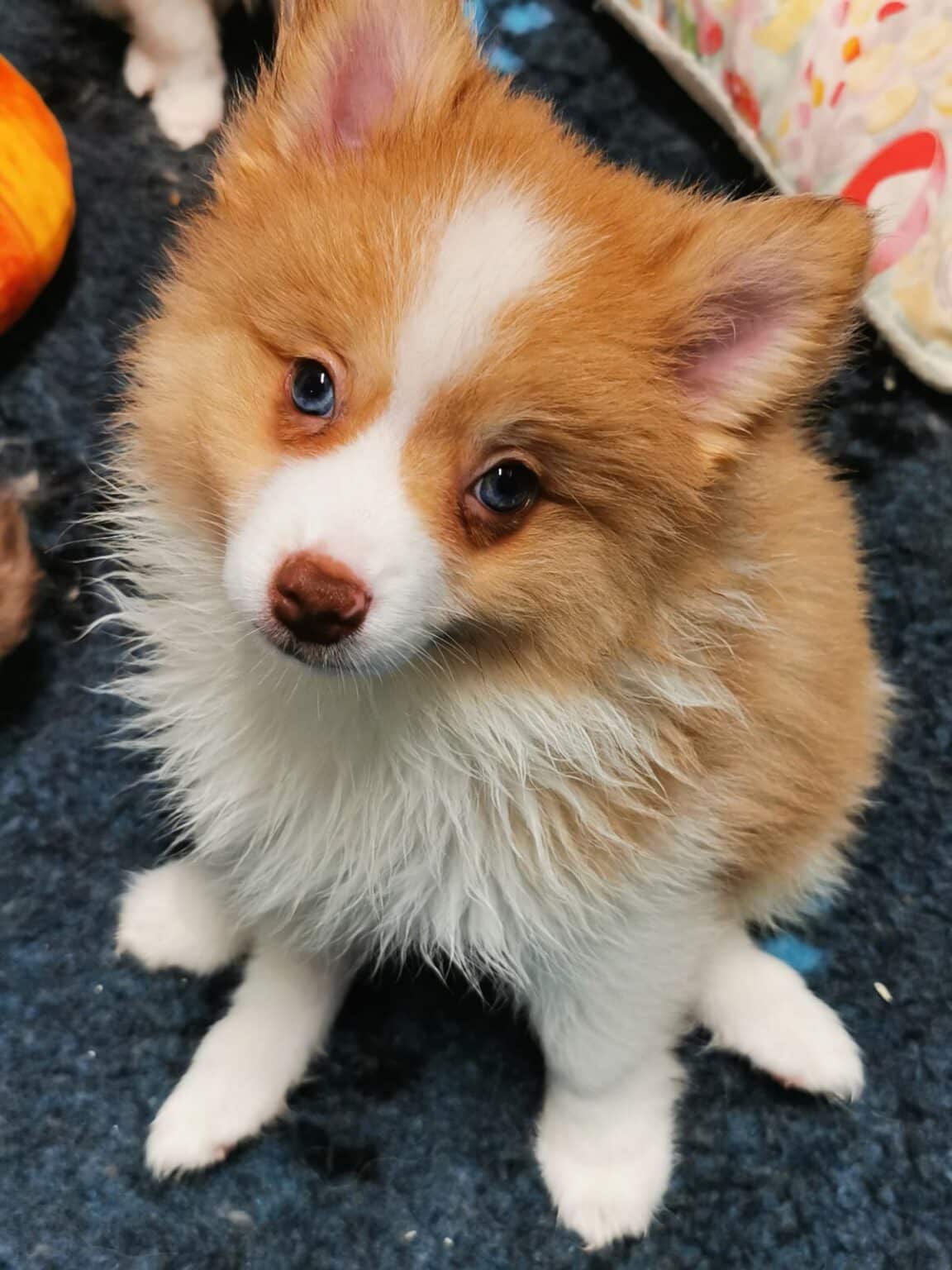 Spitz Ursprung und Geschichte KleinSpitz.de