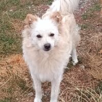 Lenin, kleiner Spitz, geb. 11/2022, 37 cm, 9 kg, fröhlich, klug, mag Kinder, Hunde