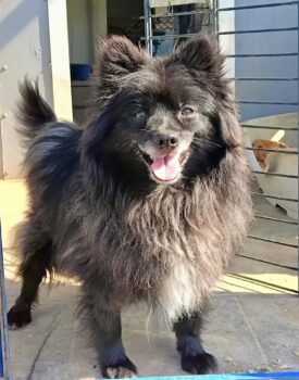 Beky, Mix-Rüde, fröhlich, lieb, sozial, mag Hund/Katze, verschmust