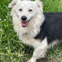 DINO, 2 J. alter, kleiner Rüde, süßer Knopf, toller Familienhund, auch lieb mit Katzen