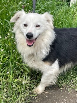 DINO, 2 J. alter, kleiner Rüde, süßer Knopf, toller Familienhund, auch lieb mit Katzen