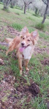 KELLY - Husky-Mix - geb 09/2024